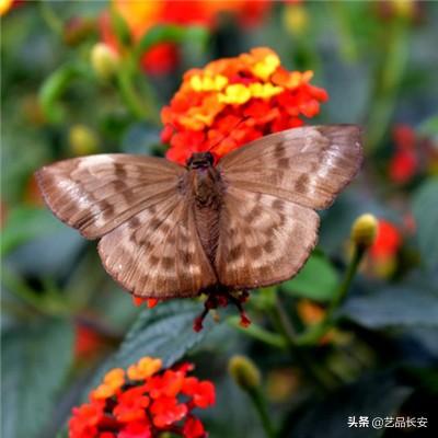 圣斗士星矢集结安卓正版下载